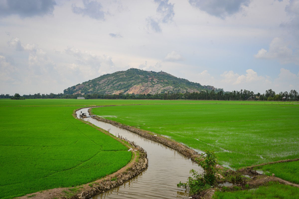 Rice fields in the Mekong Delta